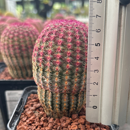 Echinocereus rigidissimus subsp. rubispinus “Cactus Barbie”
