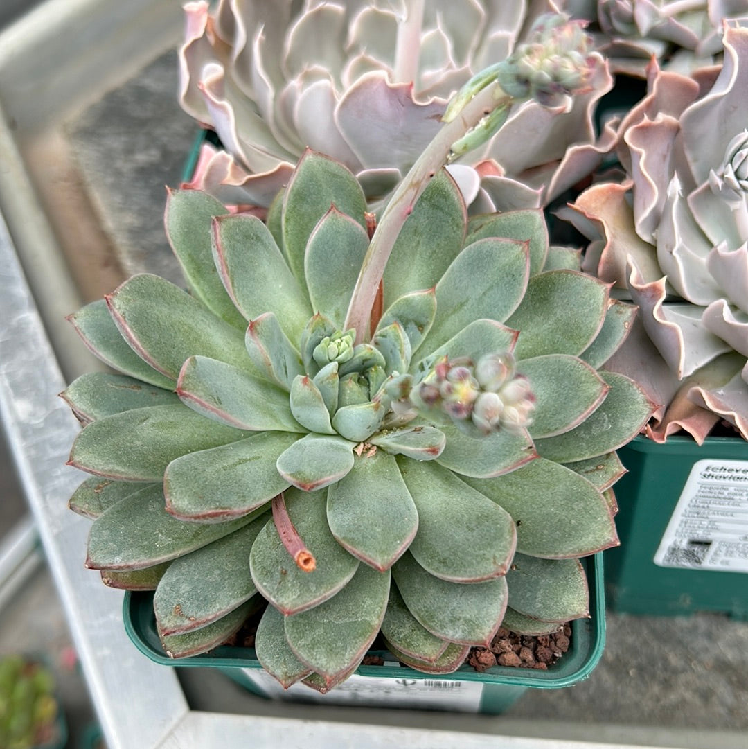 Echeveria chihuahuensis