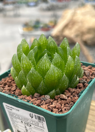 Haworthia „Led Mutant“