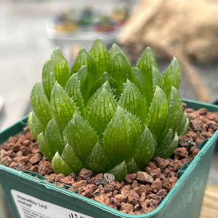 Haworthia 'Led Mutant'