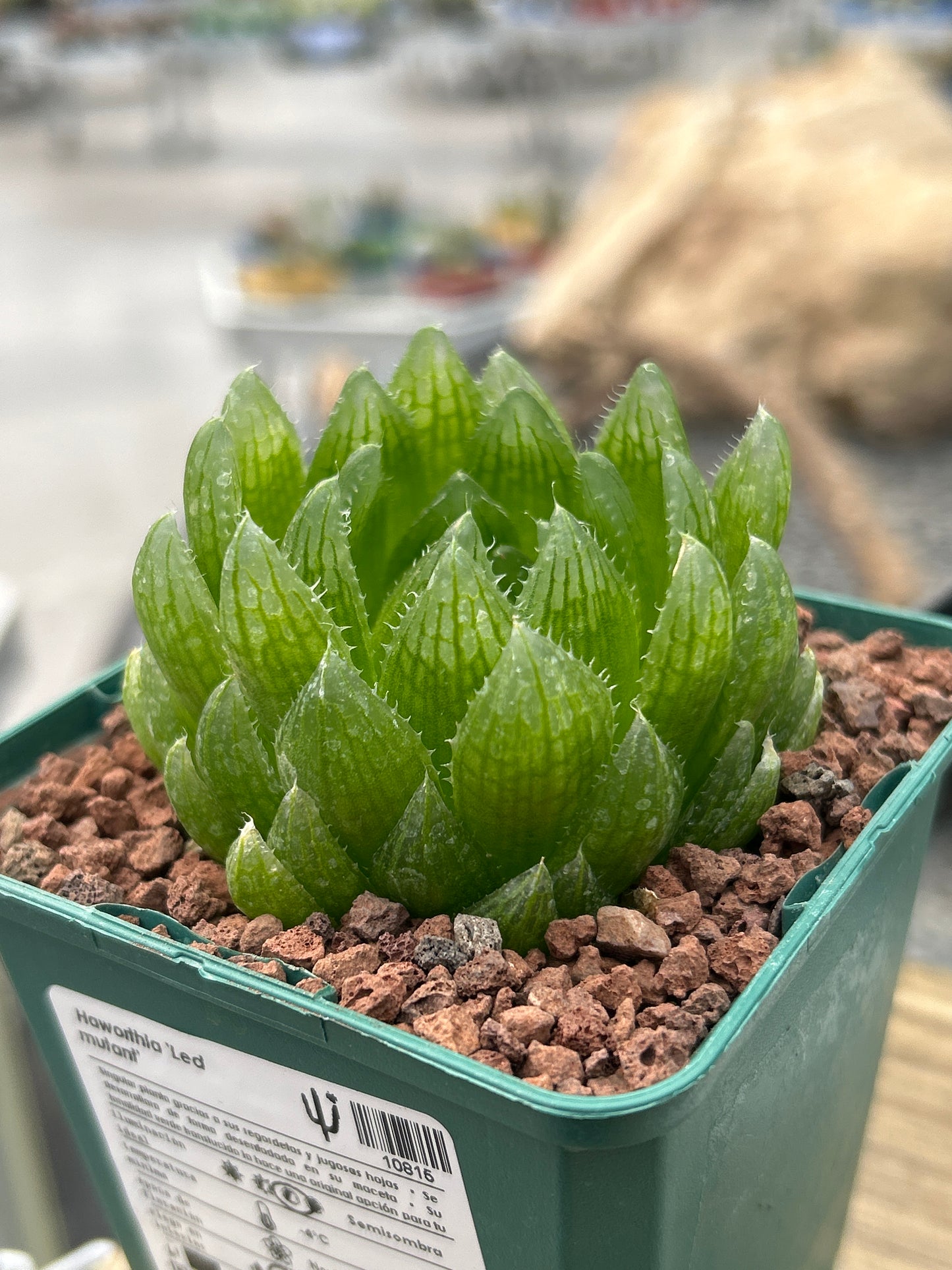 Haworthia 'Led Mutant'