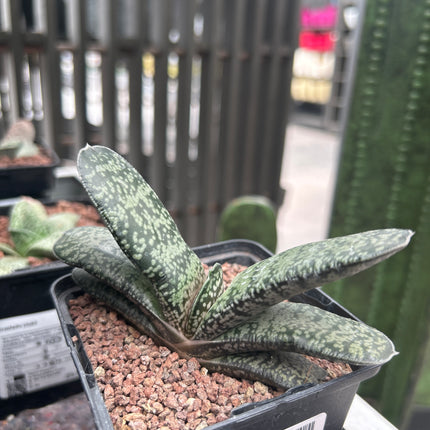 Gasteria pillansii var. ernesti-ruschii