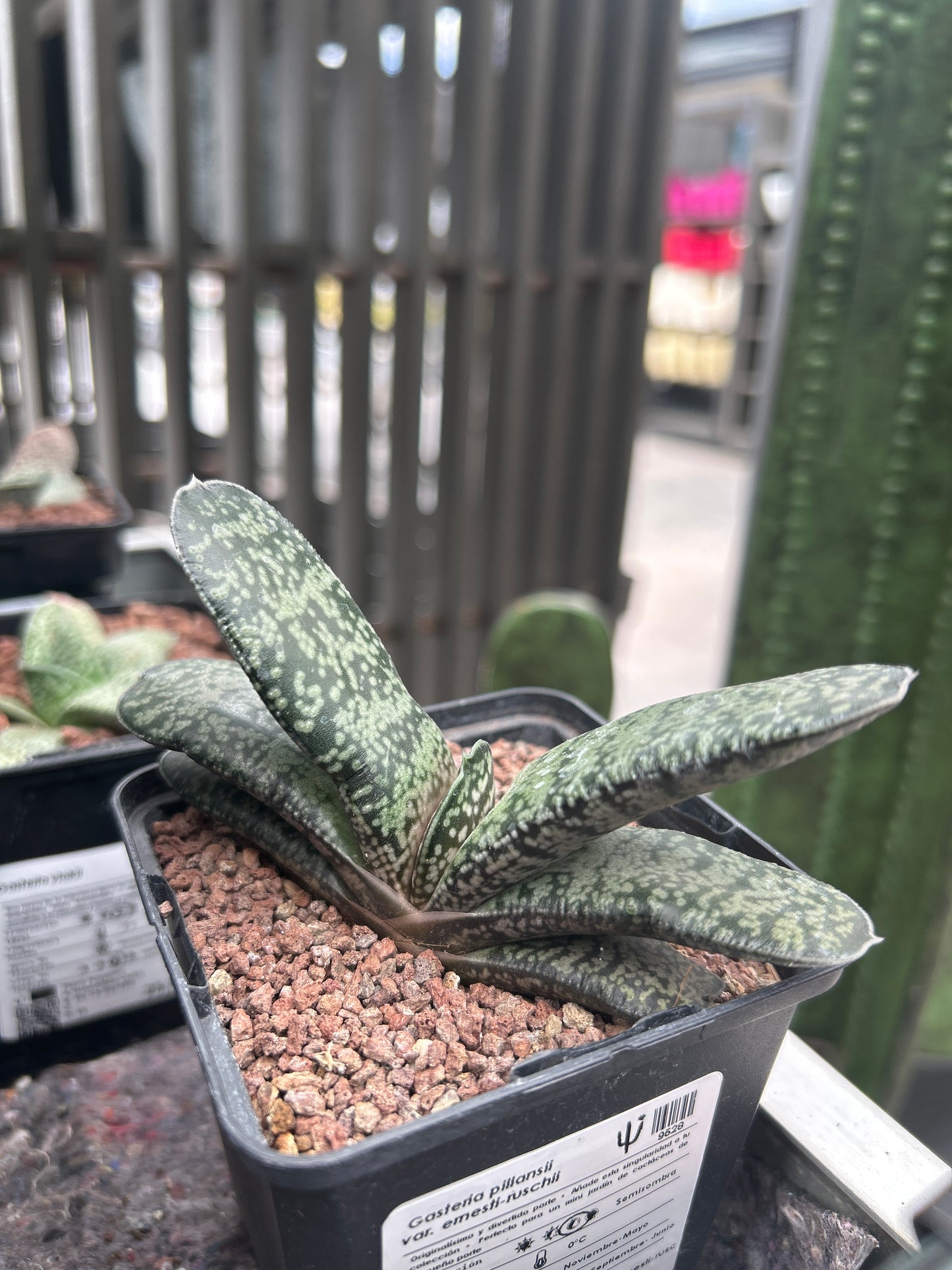 Gasteria pillansii var. ernesti-ruschii