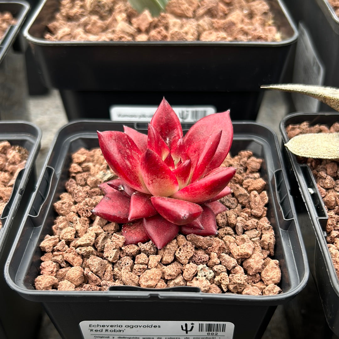 Echeveria agavoides 'Red Robin'