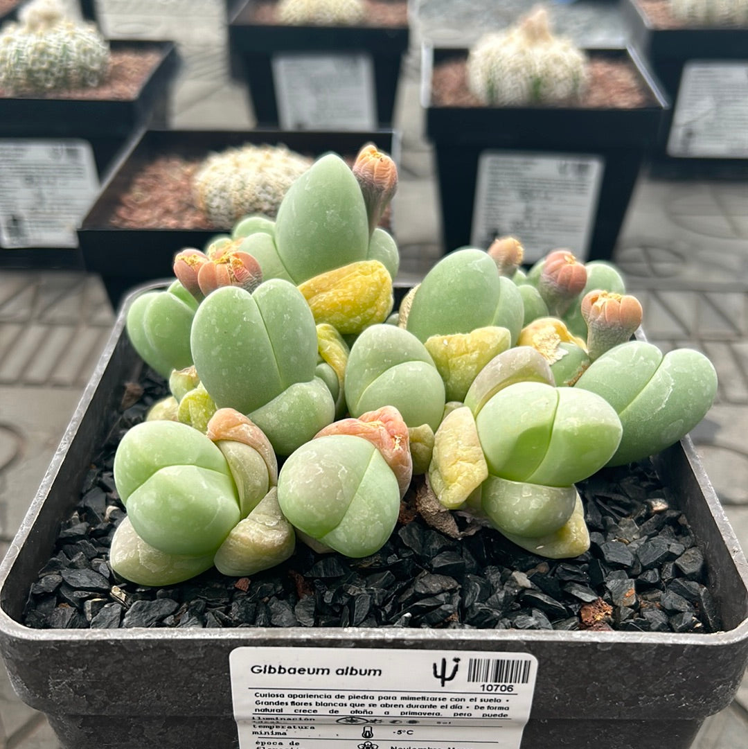 Gibbaeum album