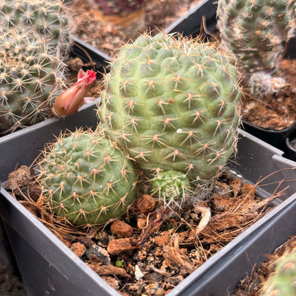 Aylostera pygmaea var. atroviridens