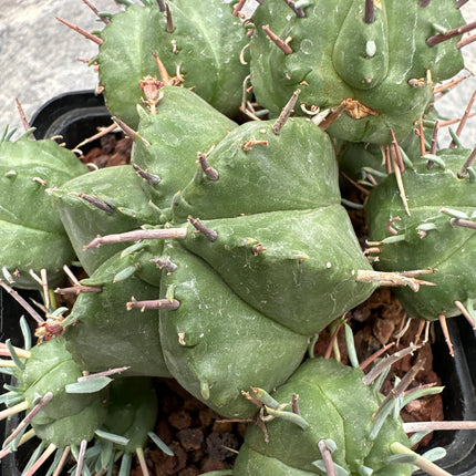 Euphorbia meloformis | Euphorbia melón