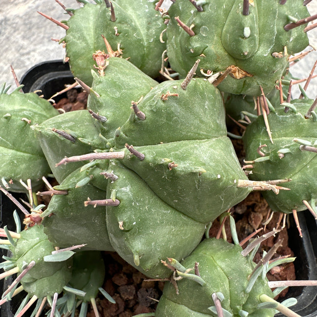 Euphorbia meloformis f. variegata