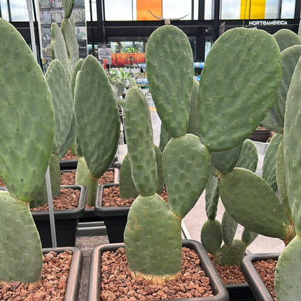 Opuntia Titania