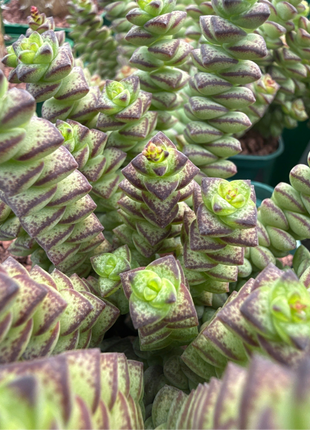 Crassula perforata “Collar de Jade”