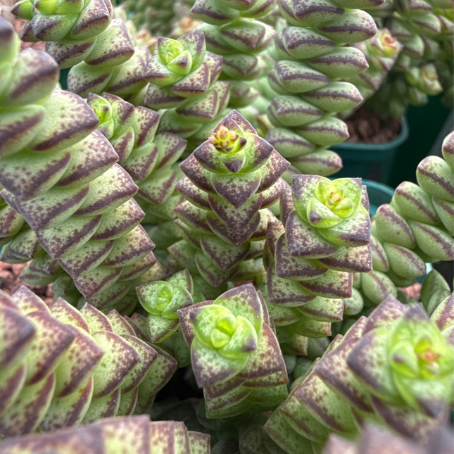 Crassula perforata “Collar de Jade”