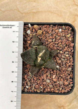 Ariocarpus fissuratus CITES P-IT-1004
