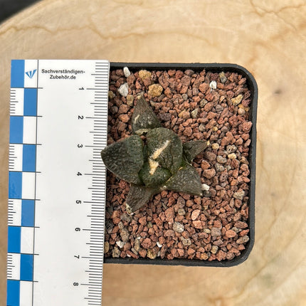 Ariocarpus fissuratus CITES P-IT-1004