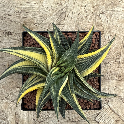 Haworthiopsis limifolia f. variegated