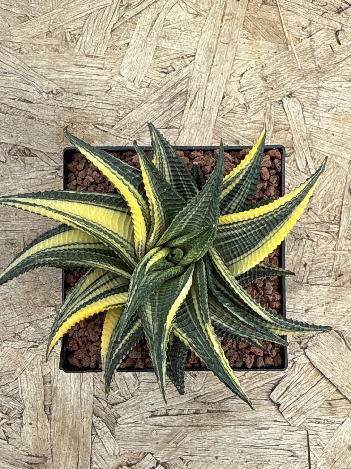 Haworthiopsis limifolia f. variegated