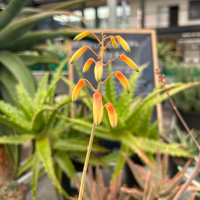 Aloe 'Jurassic Spider'