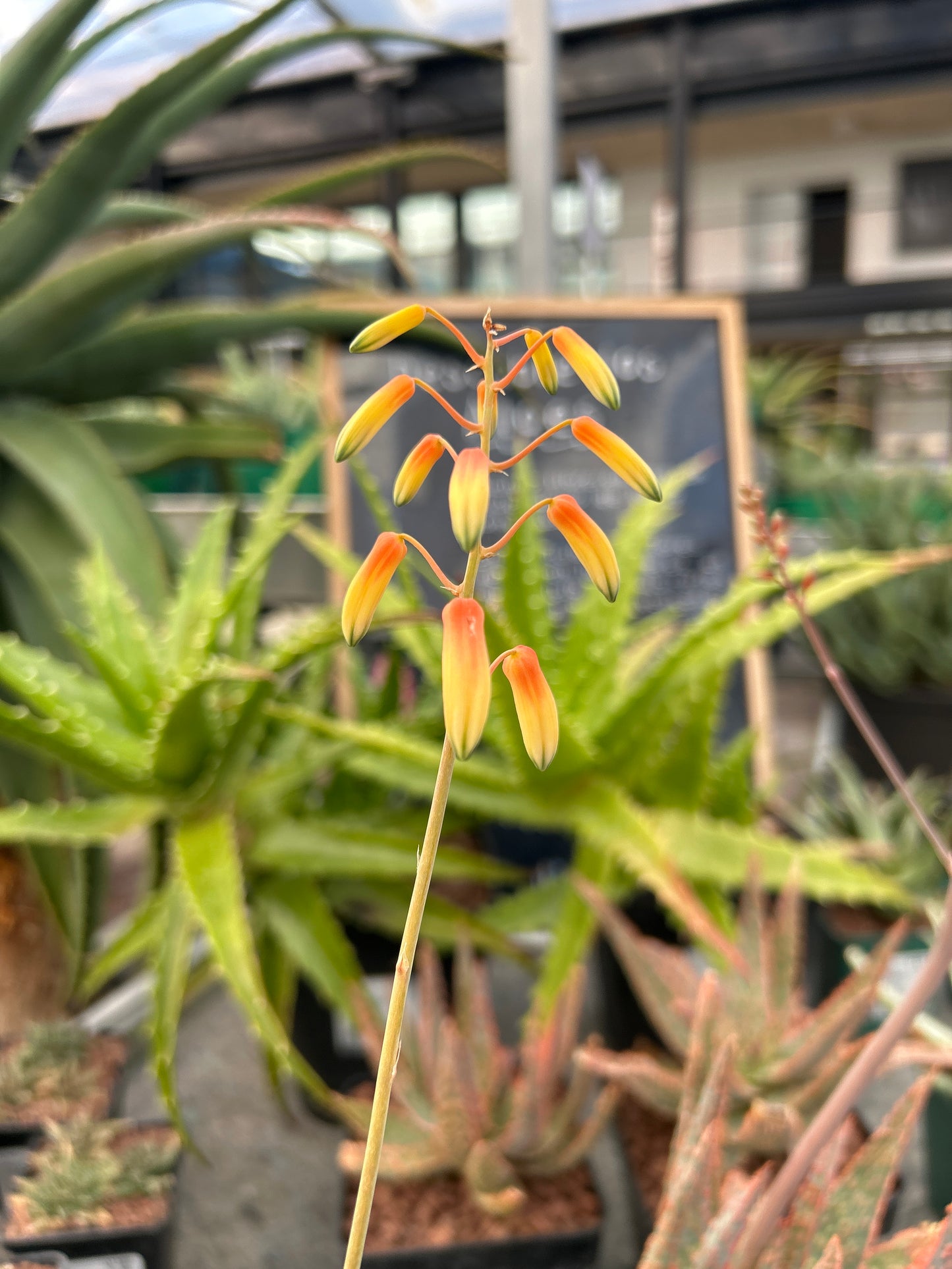 Aloe 'Jurassic Spider'