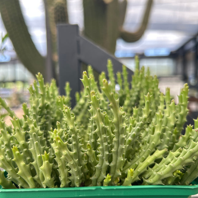 Stapelia variegata var. lilliputean