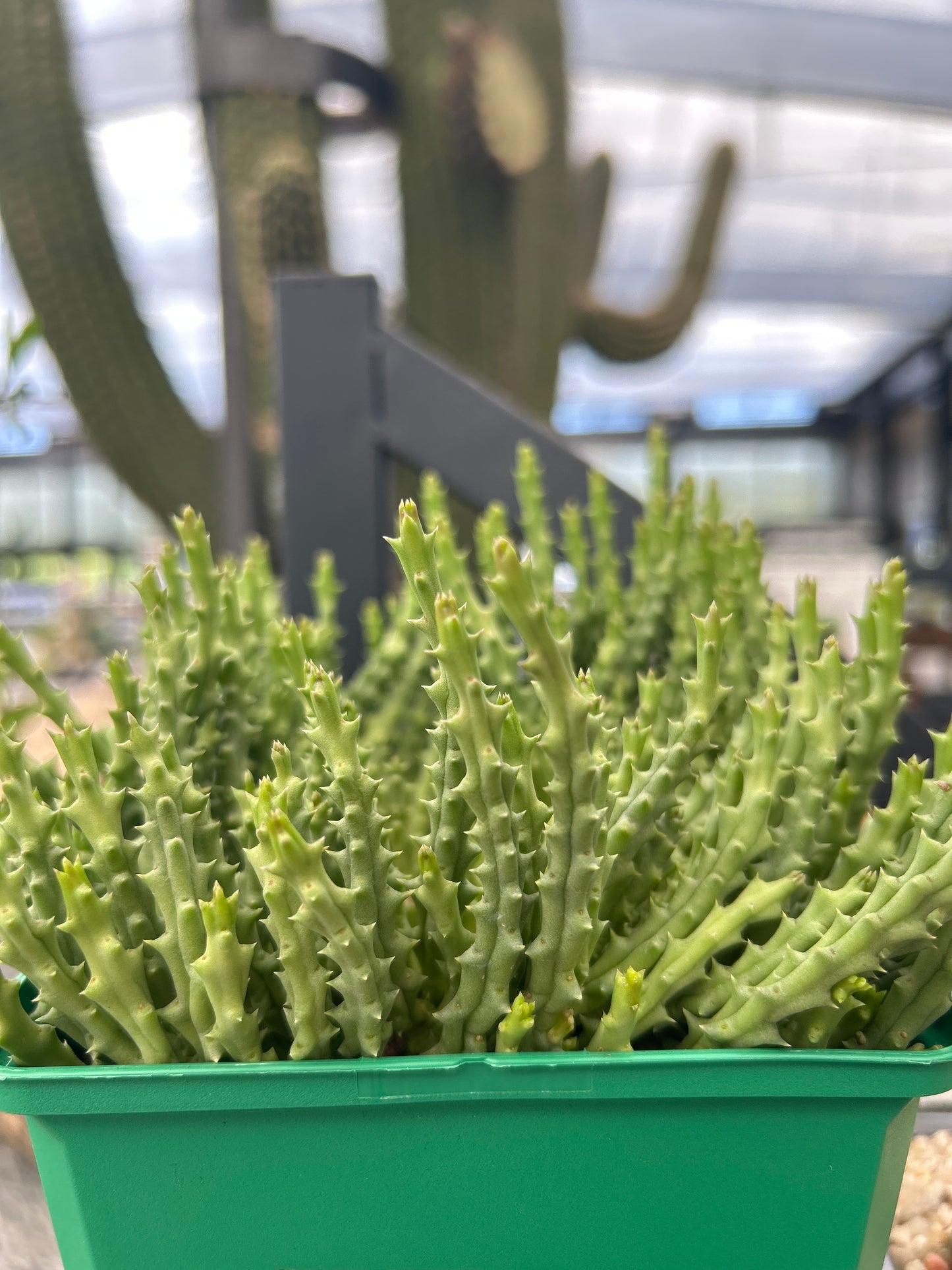 Stapelia variegata var. Liliputaner