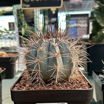 Melocactus azureus