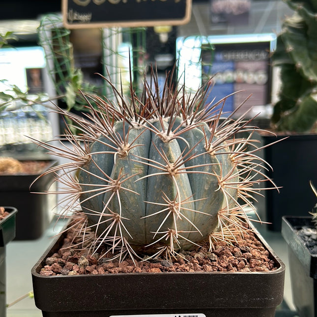 Melocactus azureus