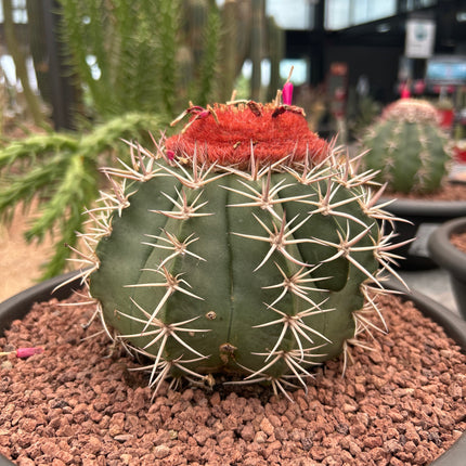 Melocactus bahiensis