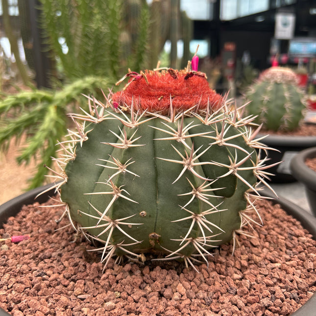 Melocactus bahiensis