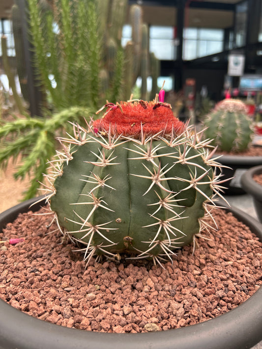 Melocactus bahiensis