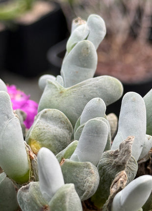 Gibbaeum pubescens subsp. pubescens