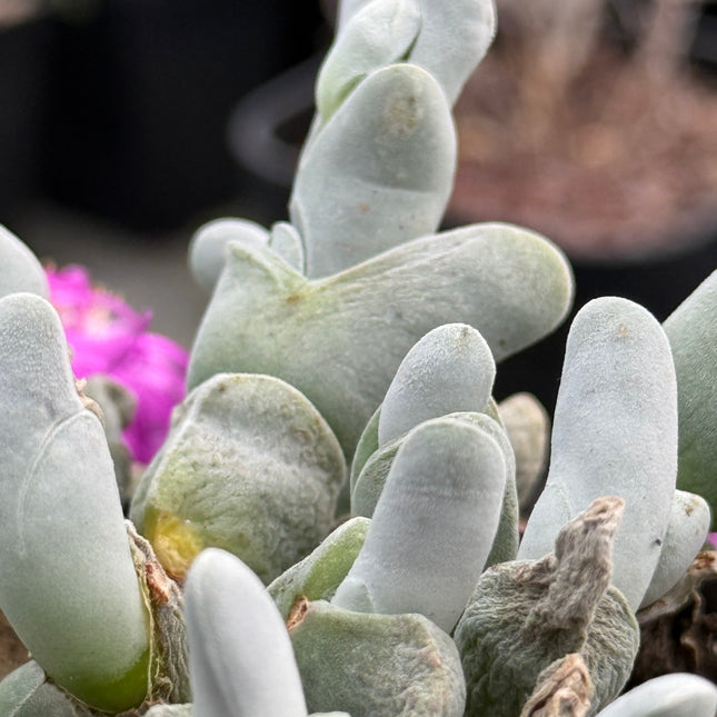 Gibbaeum pubescens subsp. pubescens