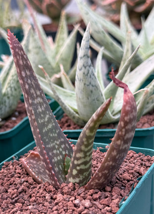 Aloe burgersfortensis