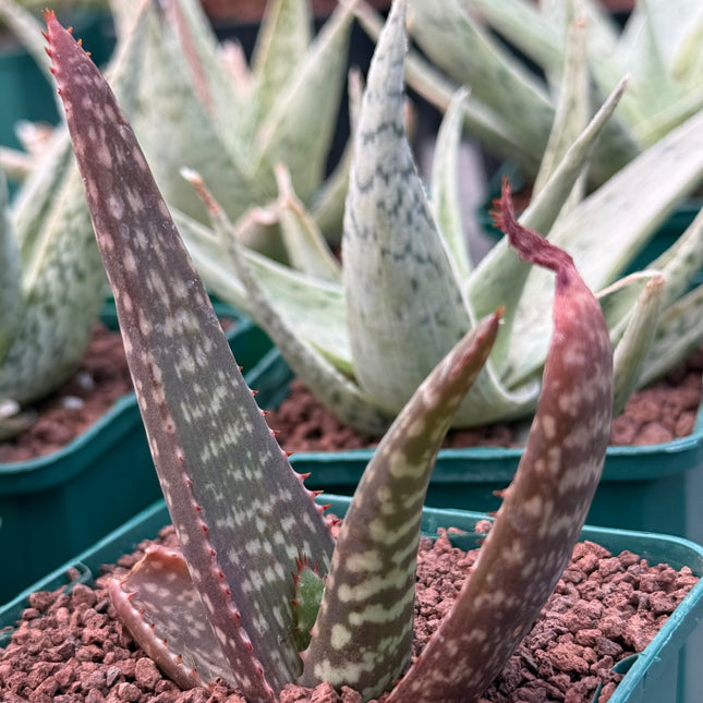 Aloe burgersfortensis