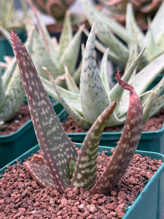 Aloe burgersfortensis