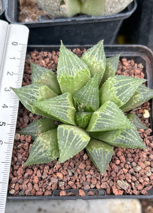 Haworthia paradoxa var. paradoxa