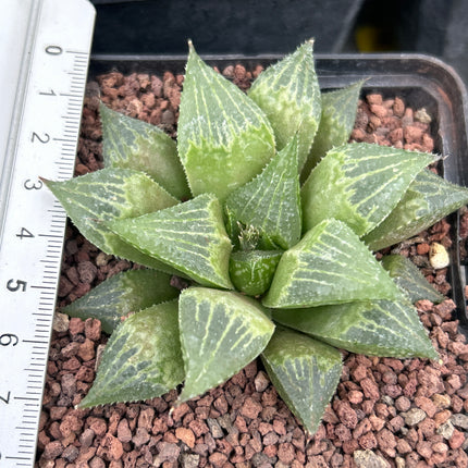 Haworthia paradoxa var. Paradox