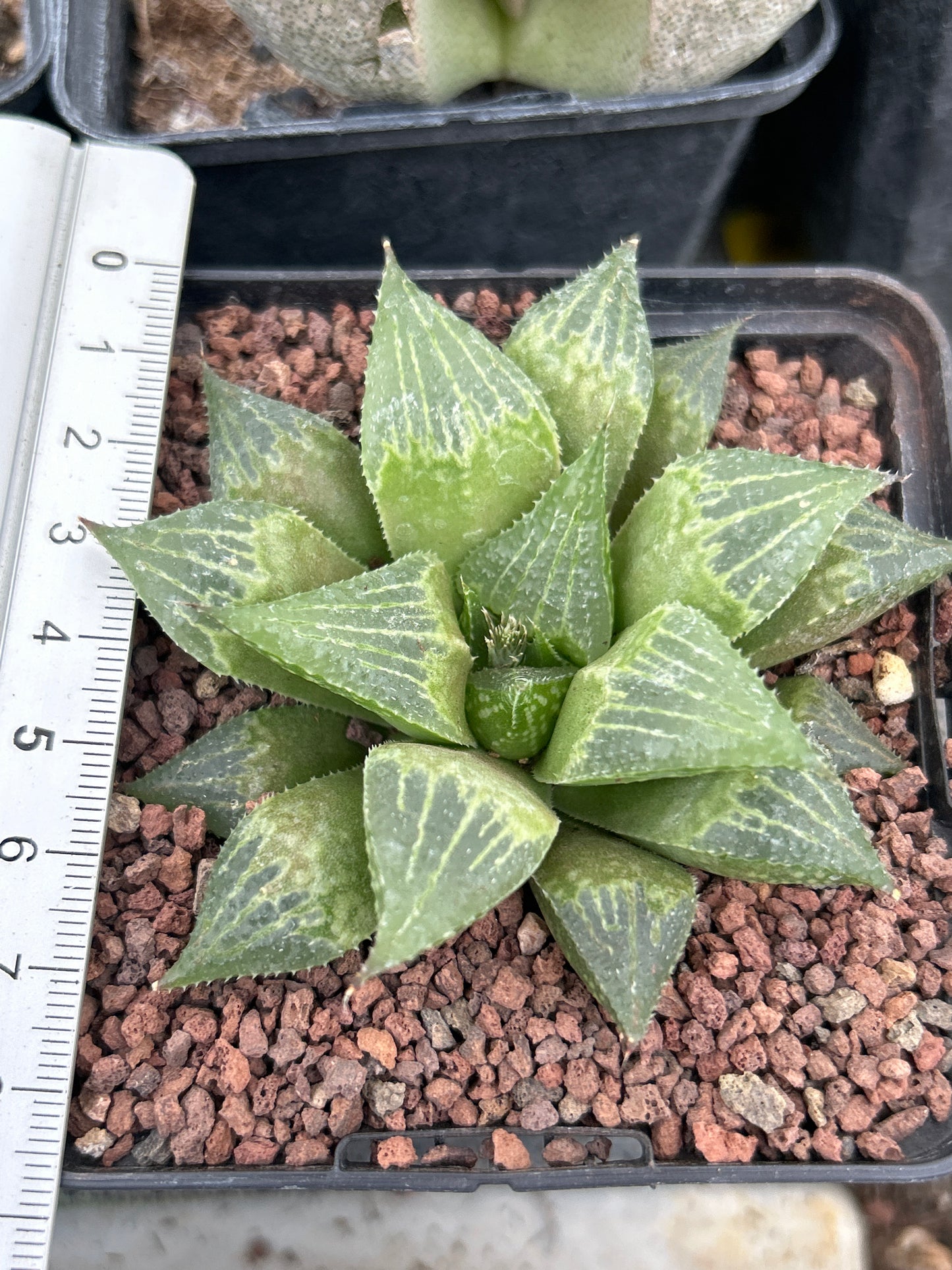 Haworthia paradoxa var. paradoxa