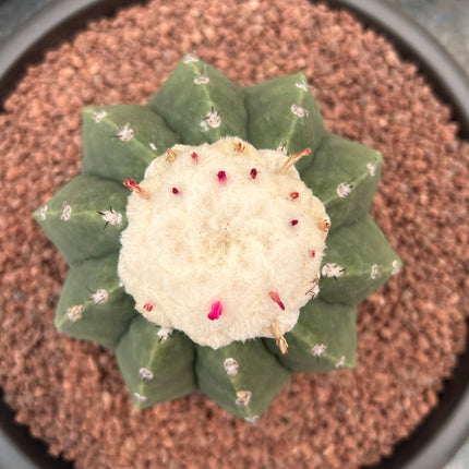 Melocactus maxonii inermis