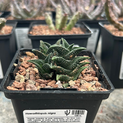 Haworthiopsis nigra var. nigra