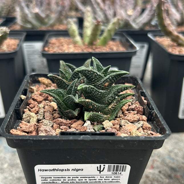 Haworthiopsis nigra var. nigra