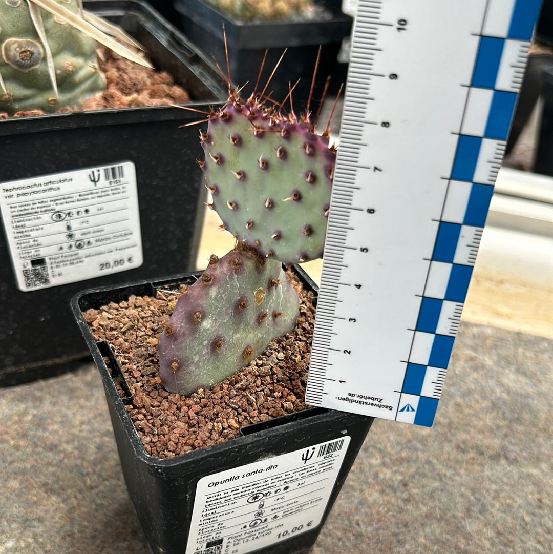 Opuntia santa-rita