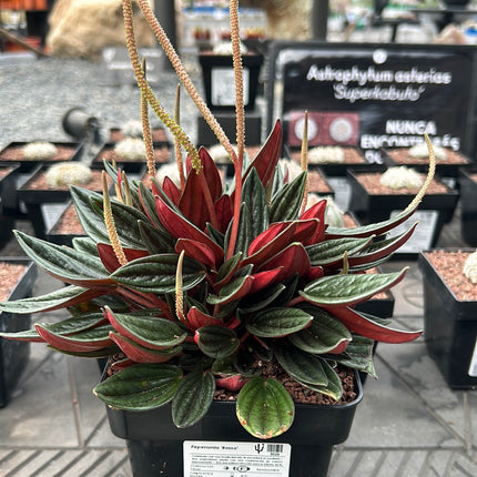 Peperomia ‘Rosso’