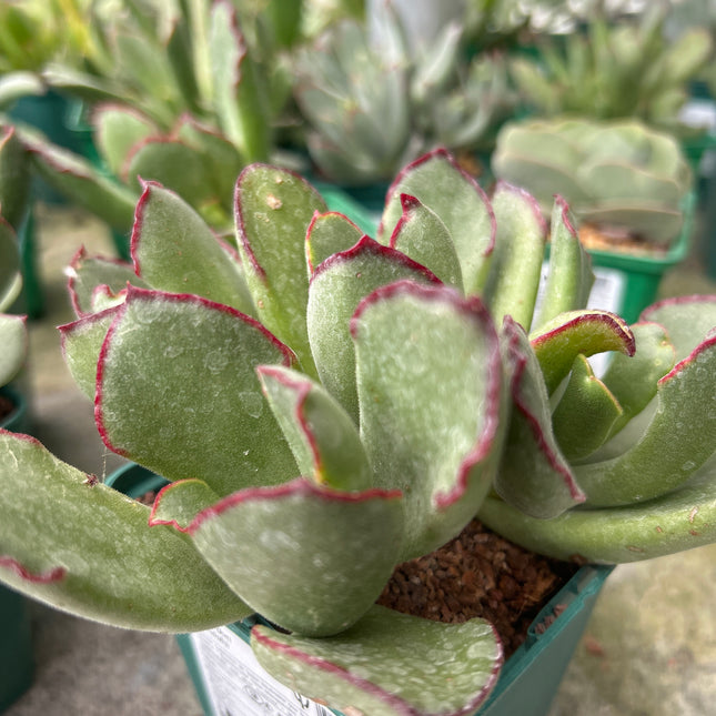 Cotyledon orbiculata