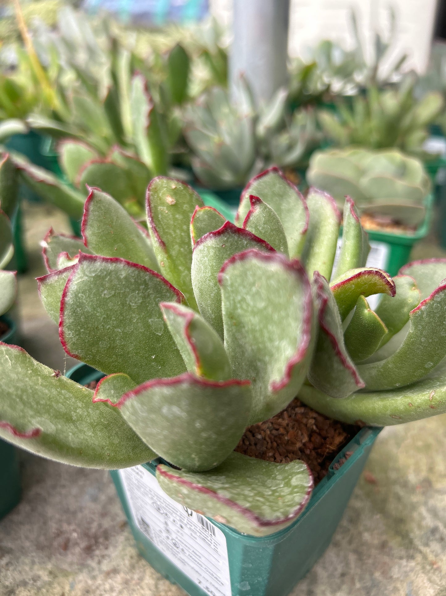 Cotyledon orbiculata