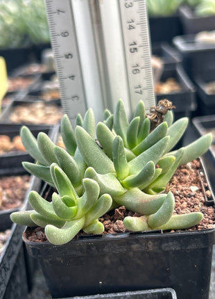 Herreroa brevifolia