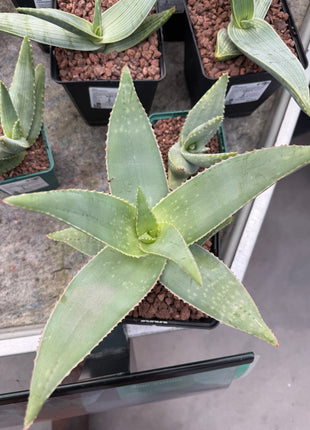 Aloe striata 'Ghost Aloe'