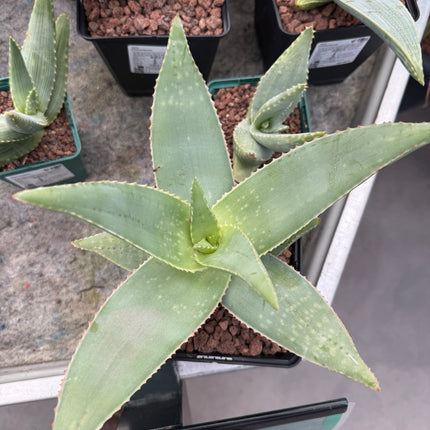 Aloe striata 'Geister-Aloe'
