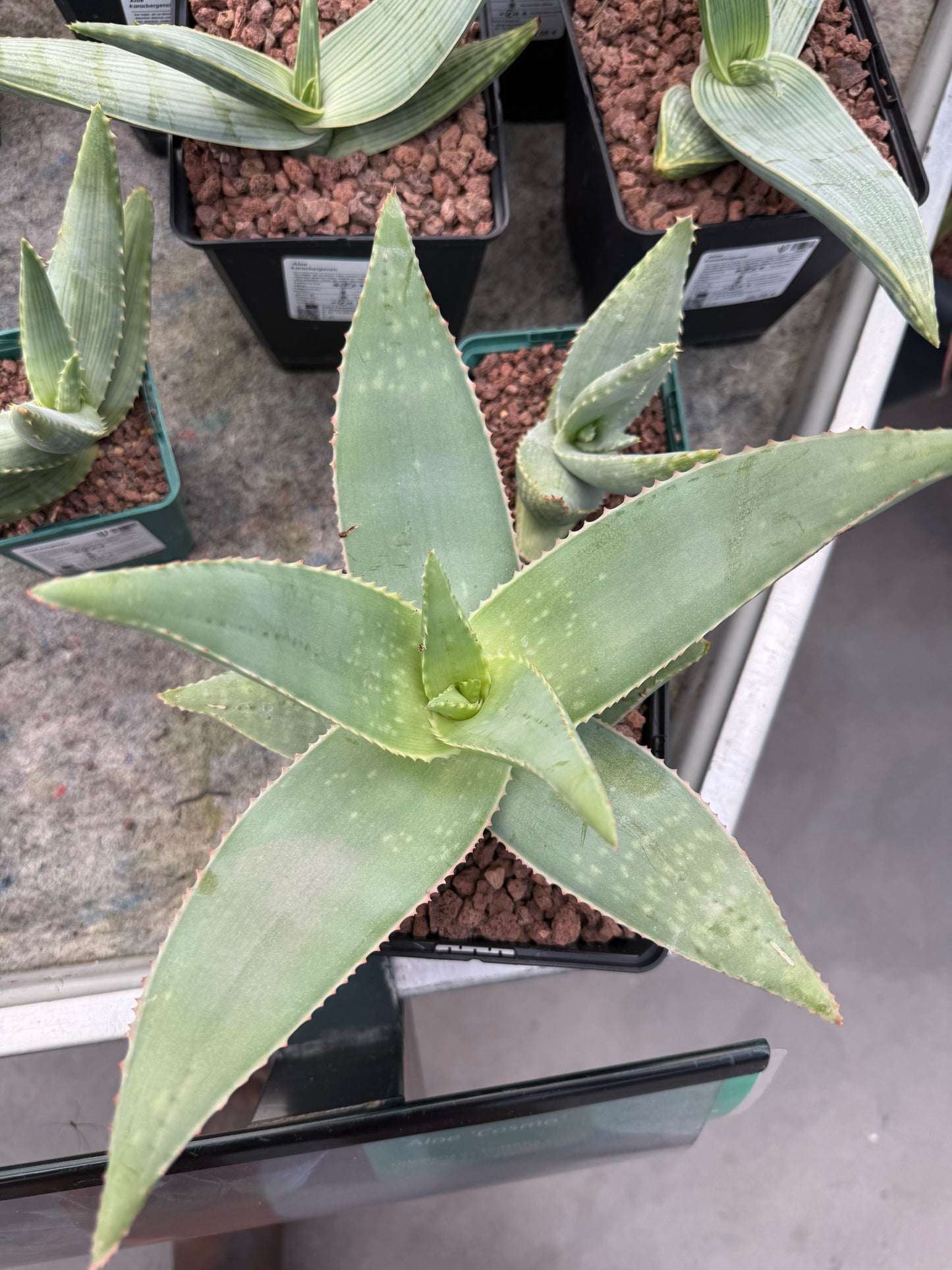 Aloe striata ‘Ghost Aloe’