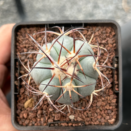 Echinocactus horizontalthalonius