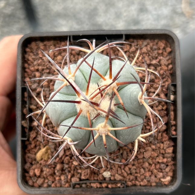 Echinocactus horizonthalonius