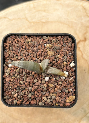 Ariocarpus retusus v. elongatus